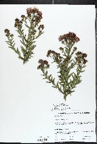 Symphyotrichum novae-angliae image