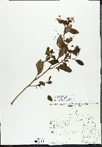 Impatiens biflora image