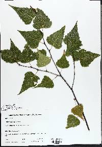 Betula papyrifera image