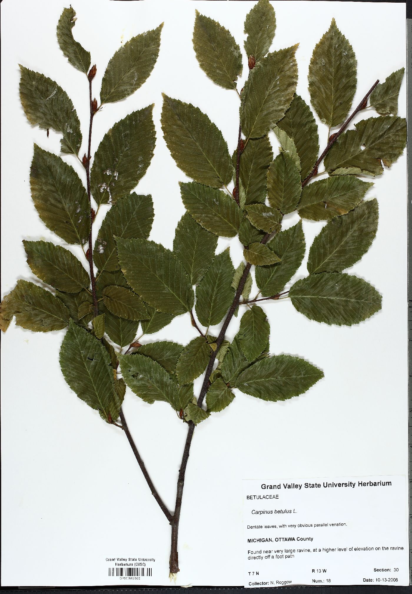 Carpinus betulus image