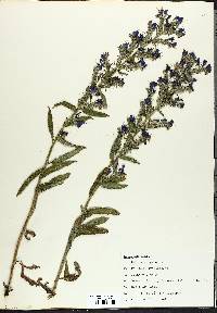 Echium vulgare image