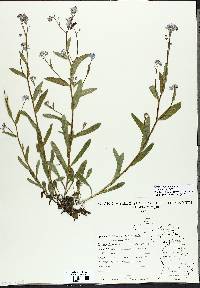 Myosotis scorpioides image