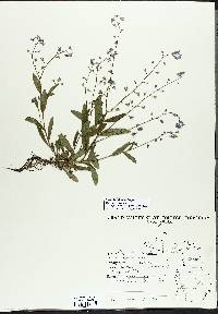 Myosotis scorpioides image