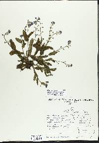 Myosotis sylvatica image