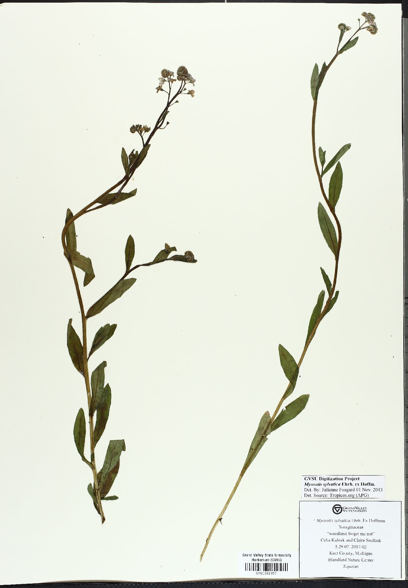 Myosotis sylvatica image