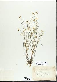 Arabidopsis lyrata image