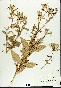 Saponaria officinalis image