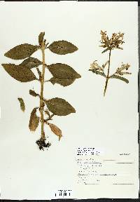 Saponaria officinalis image