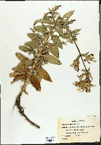 Saponaria officinalis image