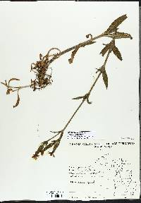 Silene latifolia image