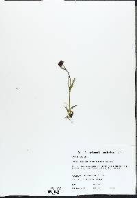 Silene uralensis subsp. uralensis image