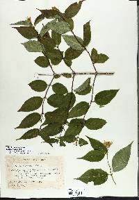 Diervilla lonicera image