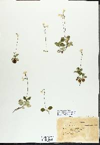 Linnaea borealis var. longiflora image