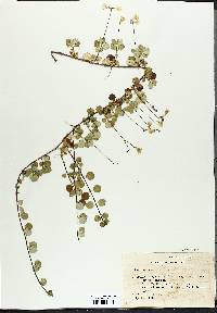 Linnaea borealis image