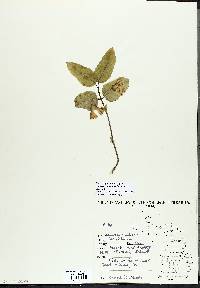 Lonicera canadensis image