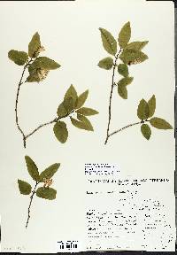 Lonicera canadensis image