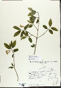 Lonicera canadensis image