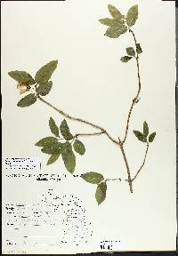 Lonicera canadensis image