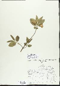 Lonicera canadensis image