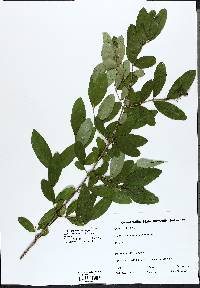 Lonicera canadensis image