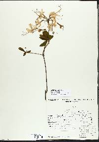 Lonicera dioica image