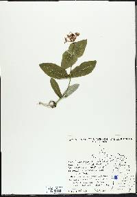 Lonicera dioica image