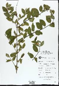 Lonicera oblongifolia image