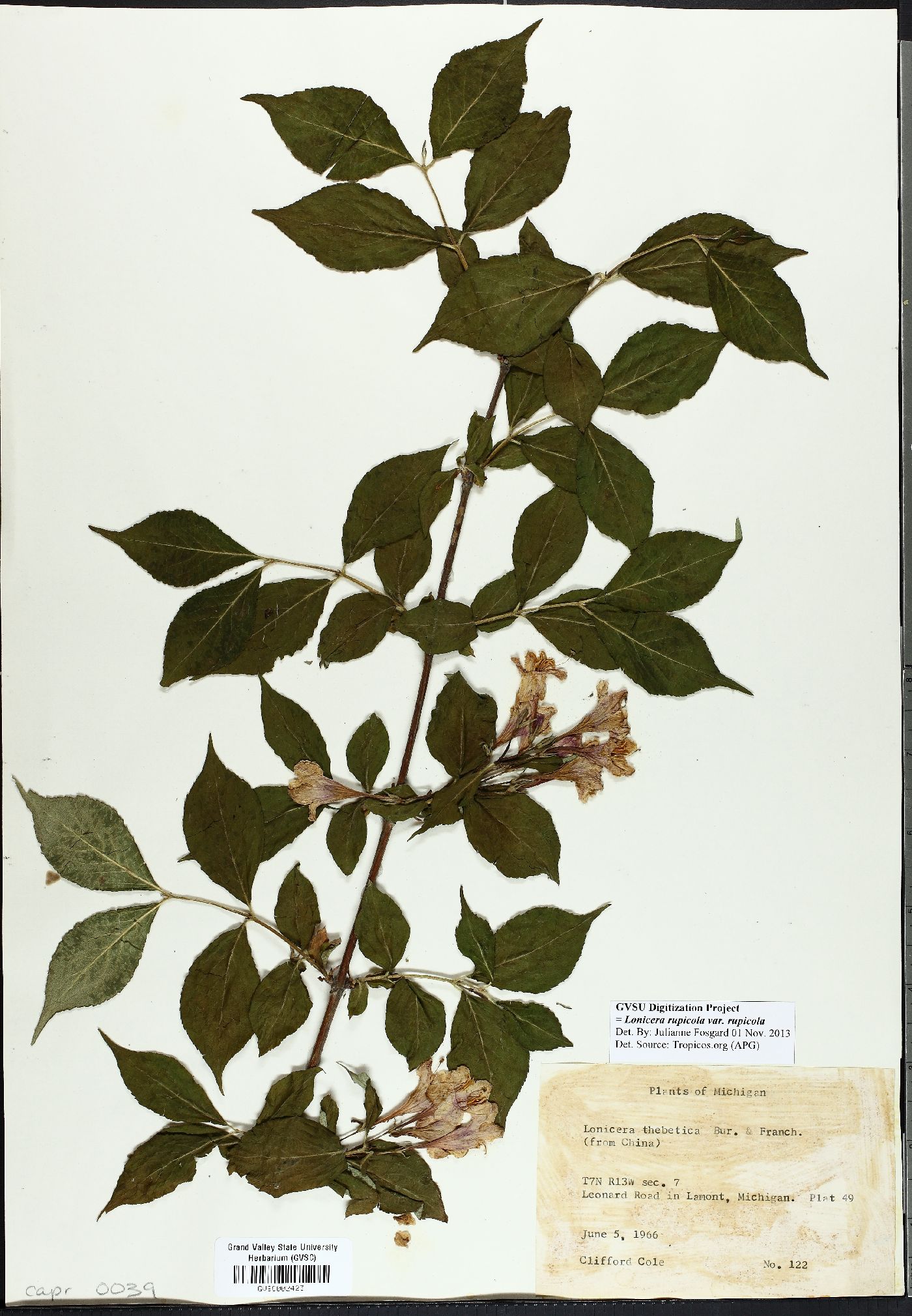 Lonicera rupicola var. rupicola image