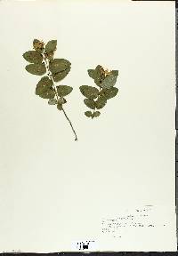 Lonicera tatarica image