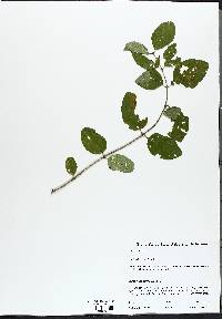 Lonicera tatarica image