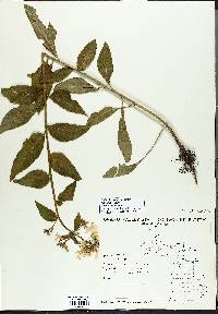 Hesperis matronalis image