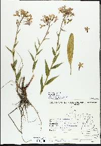 Hesperis matronalis image