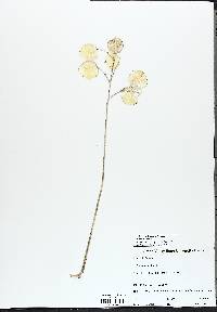 Lunaria annua image