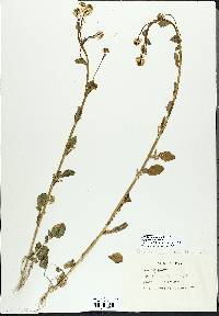 Sinapis arvensis image