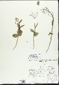 Cardamine douglassii image