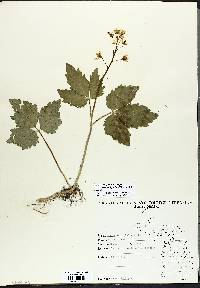 Cardamine diphylla image