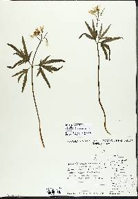 Cardamine concatenata image