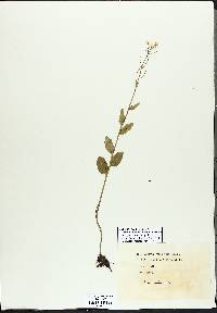 Cardamine bulbosa image