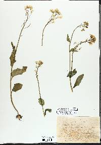 Cardamine bulbosa image