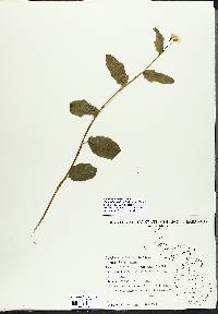 Cardamine bulbosa image