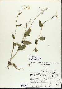 Cardamine bulbosa image