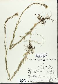 Boechera stricta image