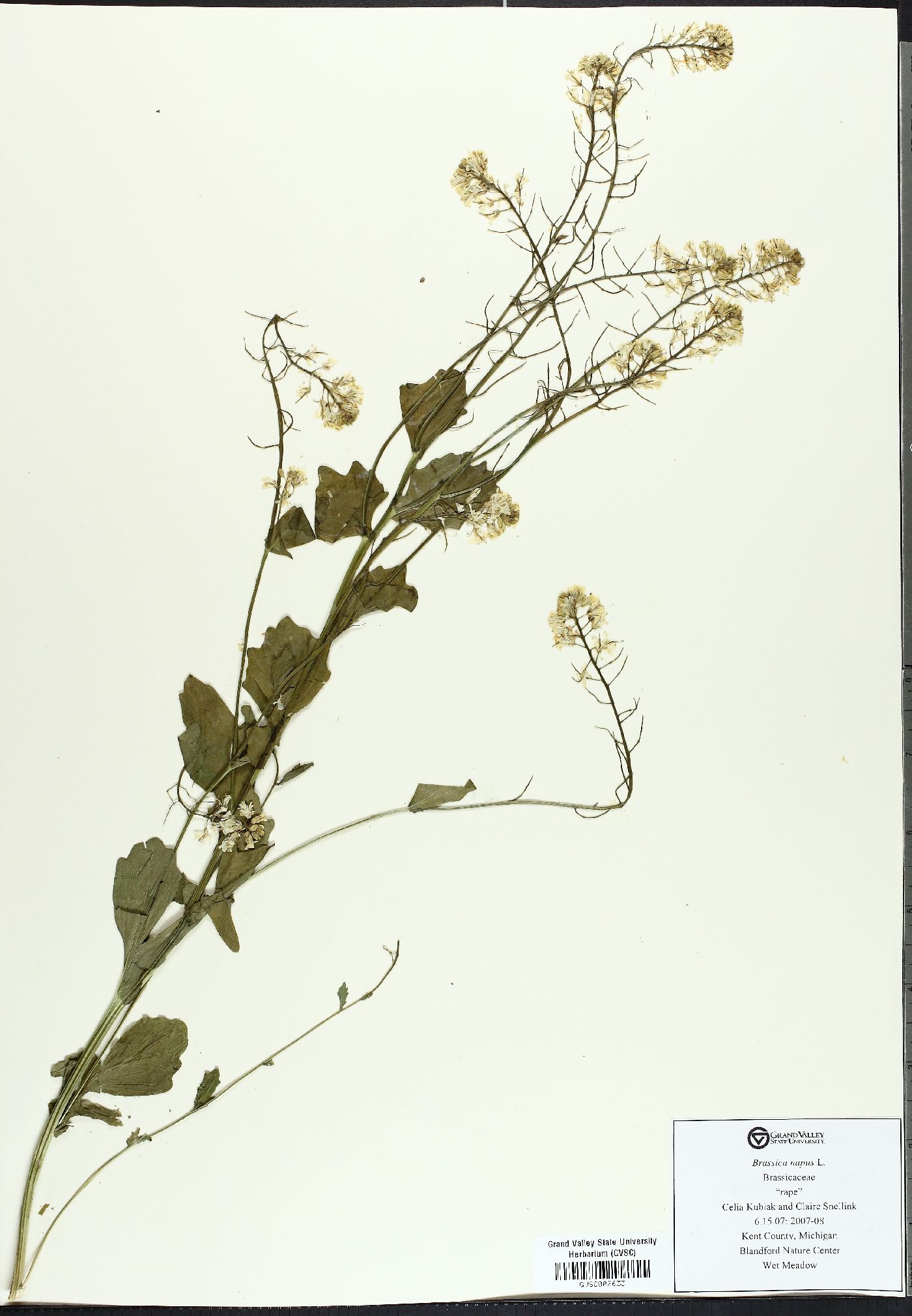 Brassica napus image