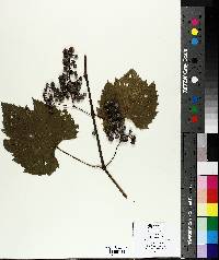 Vitis riparia image