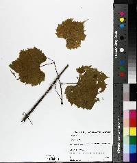 Vitis riparia image