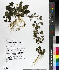 Viola macloskeyi image