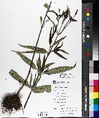 Verbena hastata image