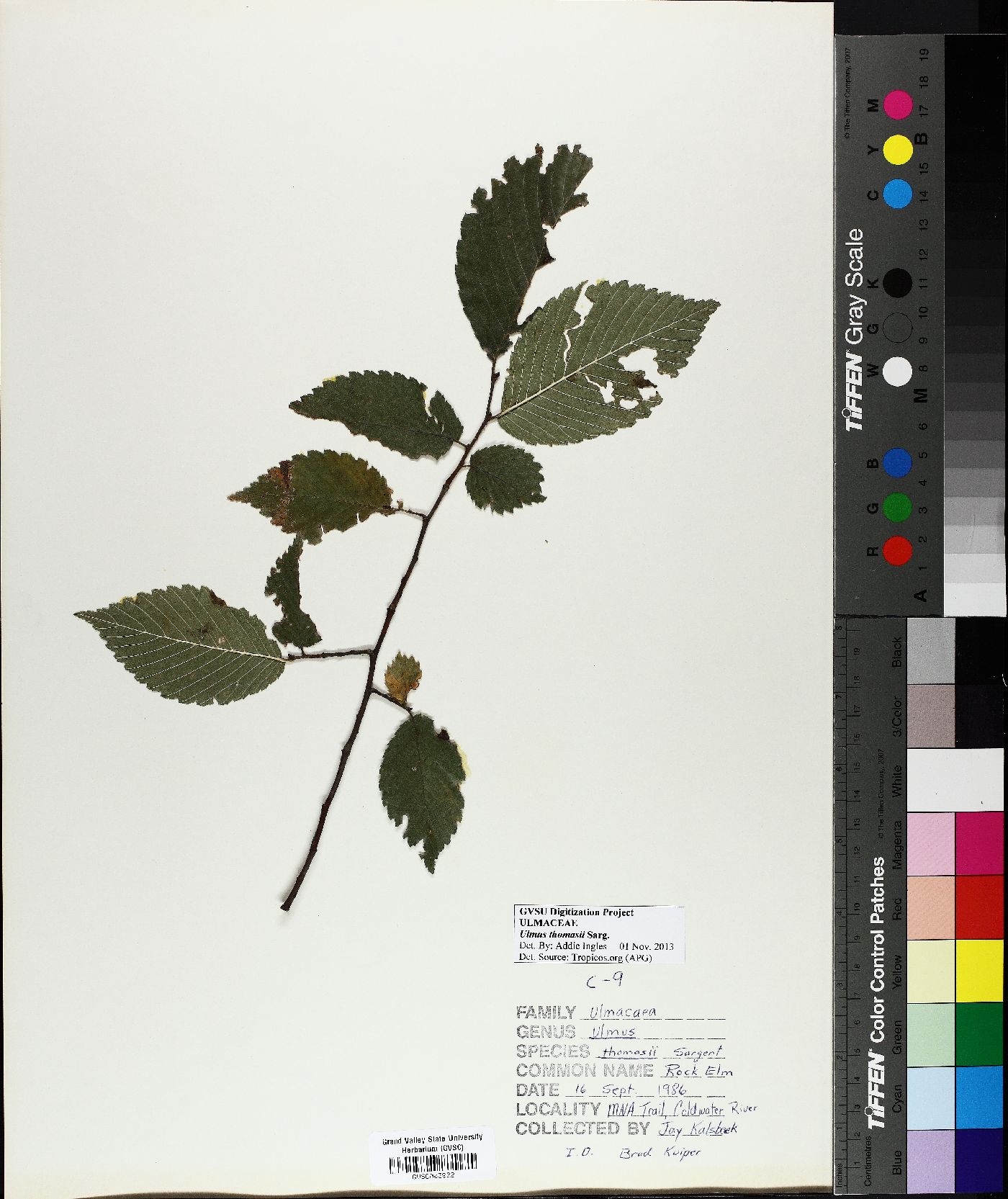 Ulmus thomasii image