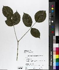 Staphylea trifolia image