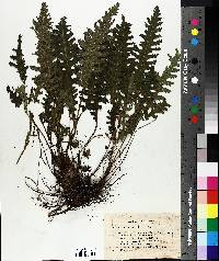 Pedicularis canadensis image